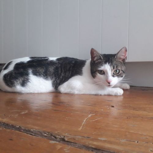 #BE2412123 - Chat perdu #BE2412123 - Chat perdu