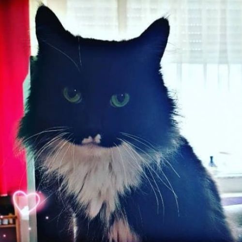 #BE2412124 - Chat perdu #BE2412124 - Chat perdu