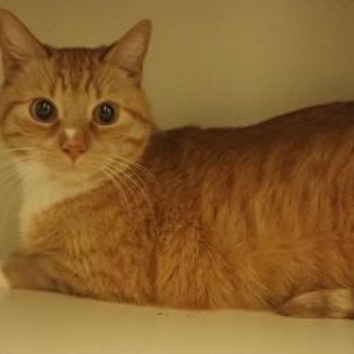 #BE2412125 - Chat perdu #BE2412125 - Chat perdu