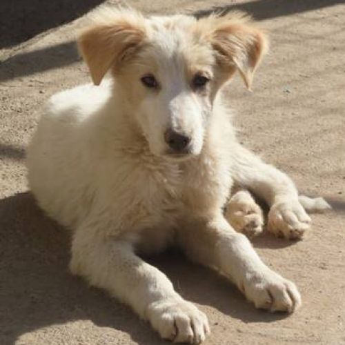#BE2412132 - Chien à adopter #BE2412132 - Chien à adopter