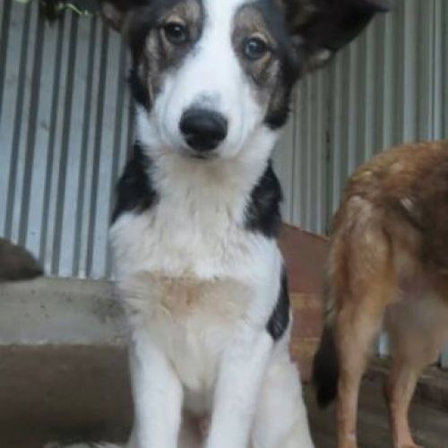 #BE2412134 - Chien à adopter #BE2412134 - Chien à adopter