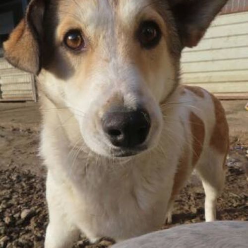 #BE2412139 - Chien à adopter #BE2412139 - Chien à adopter