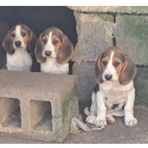 #BE2412141 - Chiots à vendre #BE2412141 - Chiots à vendre