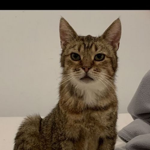 #BE2412143 - Chat perdu #BE2412143 - Chat perdu