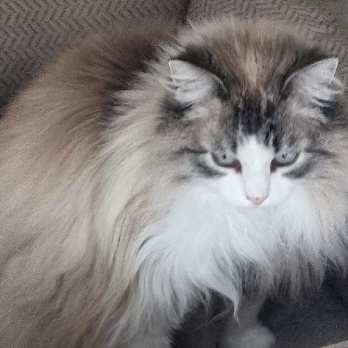 #BE2412144 - Chat perdu #BE2412144 - Chat perdu