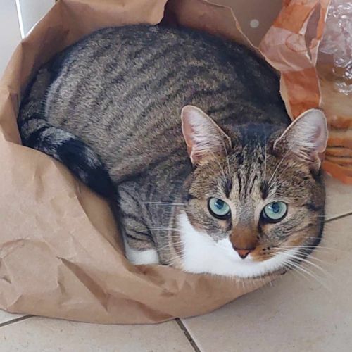 #BE2412147 - Chat perdu #BE2412147 - Chat perdu