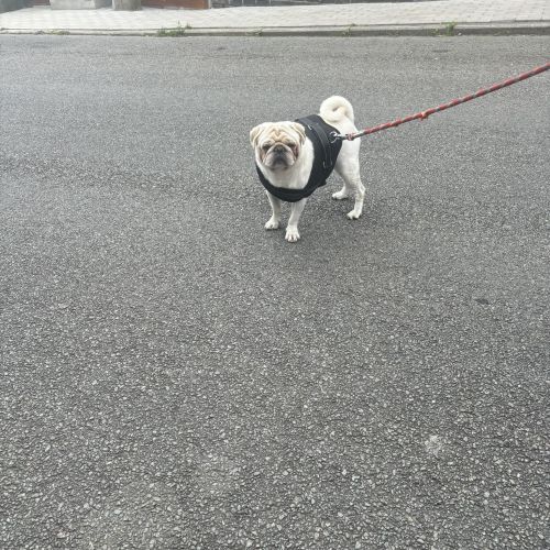 #BE2411248 - Chien trouvé #BE2411248 - Chien trouvé