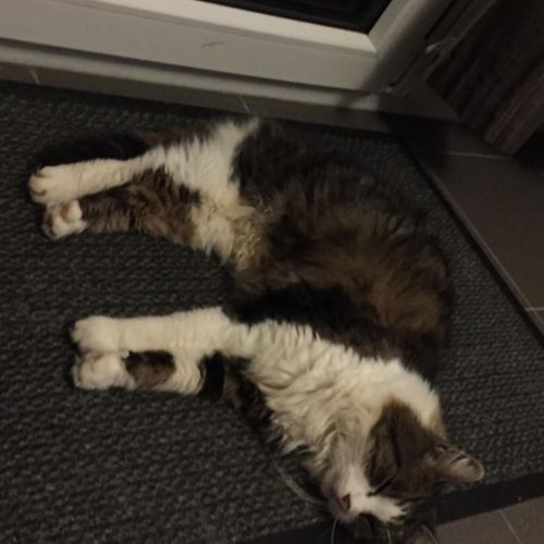 #BE2412151 - Chat perdu #BE2412151 - Chat perdu