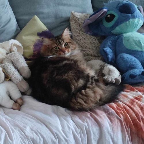 #BE2412152 - Chat perdu #BE2412152 - Chat perdu