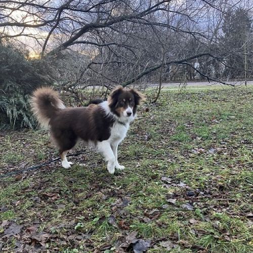#BE2412153 - Chien perdu #BE2412153 - Chien perdu