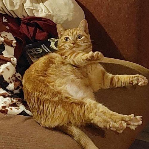 #BE2412154 - Chat perdu #BE2412154 - Chat perdu