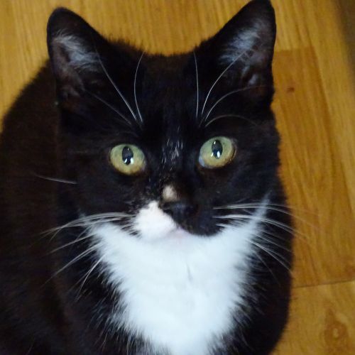 #BE2412155 - Chat perdu #BE2412155 - Chat perdu