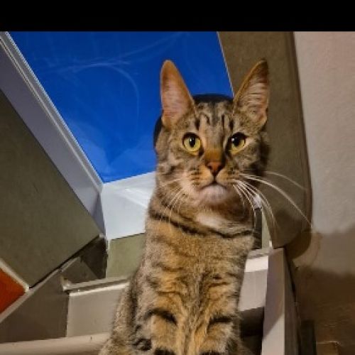 #BE2412157 - Chat perdu #BE2412157 - Chat perdu