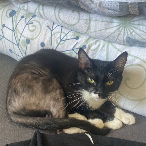 #BE2412158 - Chat perdu #BE2412158 - Chat perdu