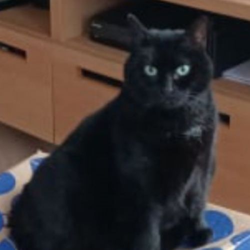 #BE2412159 - Chat perdu #BE2412159 - Chat perdu