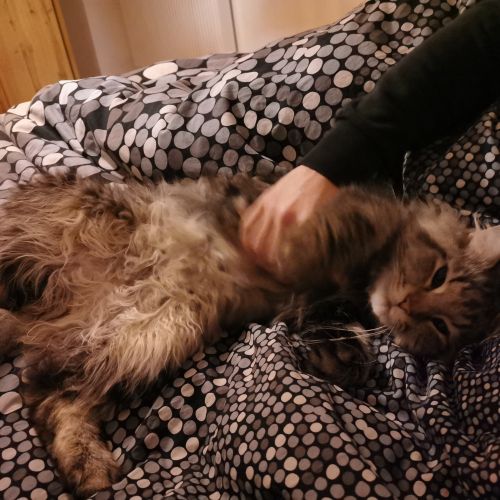 #BE2412160 - Chat perdu #BE2412160 - Chat perdu
