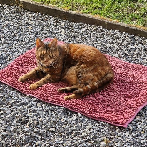 #BE2412161 - Chat perdu #BE2412161 - Chat perdu