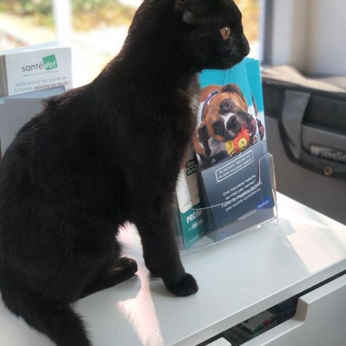 #BE2412162 - Chat perdu #BE2412162 - Chat perdu
