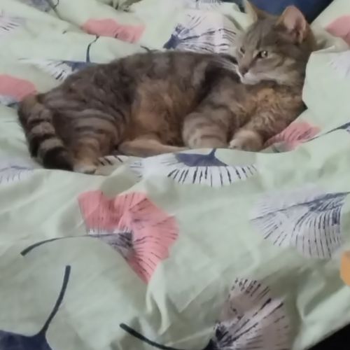 #BE2412163 - Chat perdu #BE2412163 - Chat perdu