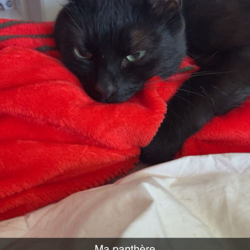 #BE2412164 - Chat perdu #BE2412164 - Chat perdu