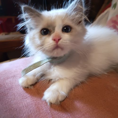 #BE2412165 - Chat à vendre #BE2412165 - Chat à vendre