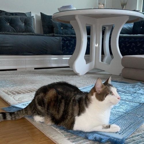 #BE2412174 - Chat perdu #BE2412174 - Chat perdu