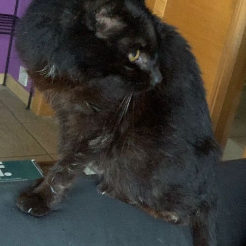 #BE2412175 - Chat perdu