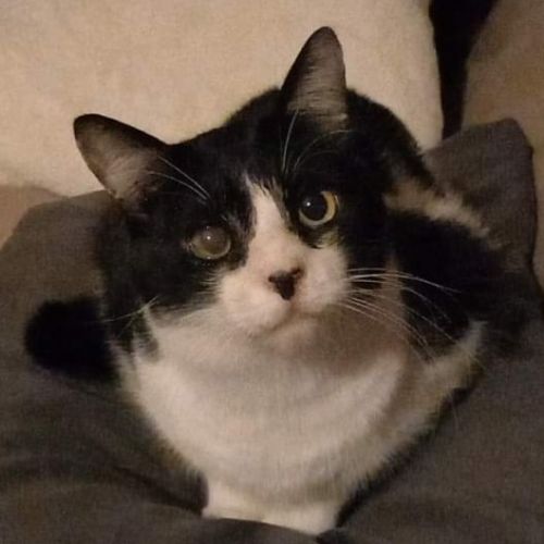 #BE2412177 - Chat perdu #BE2412177 - Chat perdu