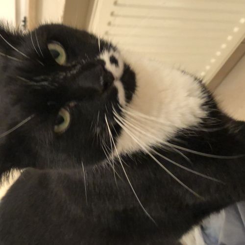 #BE2412180 - Chat perdu