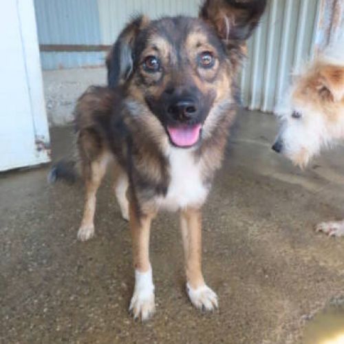 #BE2412187 - Chien à adopter #BE2412187 - Chien à adopter