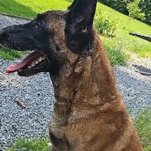 #BE2412192 - Chien perdu #BE2412192 - Chien perdu