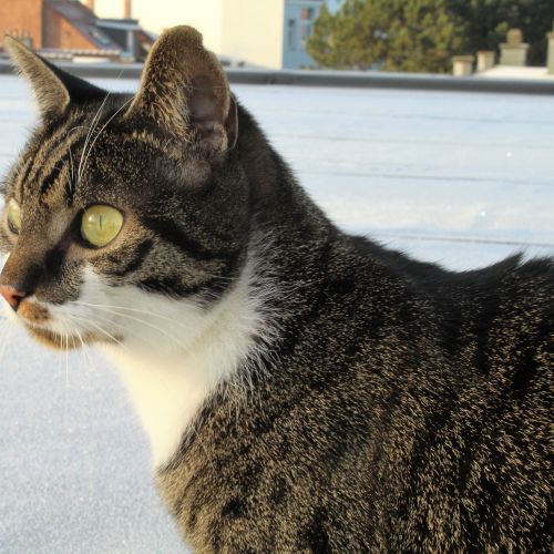 #BE2412193 - Chat perdu #BE2412193 - Chat perdu