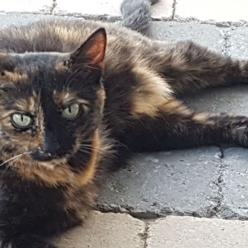 #BE2412195 - Chat perdu #BE2412195 - Chat perdu