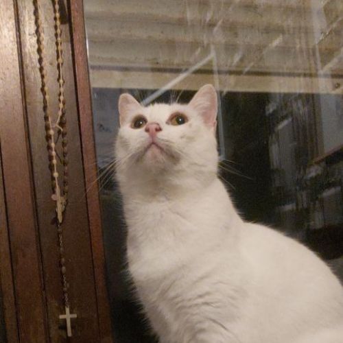 #BE2412196 - Chat perdu #BE2412196 - Chat perdu