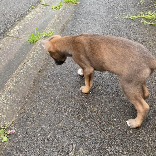 #BE2412198 - Chien perdu