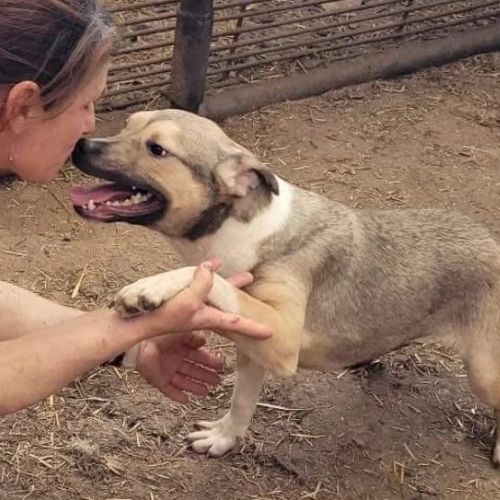 #BE2412202 - Chien à adopter #BE2412202 - Chien à adopter
