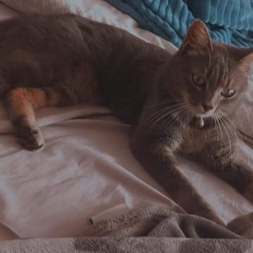 #BE2412204 - Chat perdu