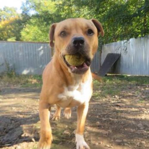 #BE2412205 - Chien à adopter #BE2412205 - Chien à adopter