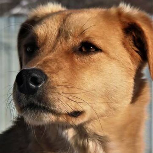 #BE2412207 - Chien à adopter #BE2412207 - Chien à adopter