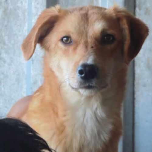 #BE2412208 - Chien à adopter #BE2412208 - Chien à adopter