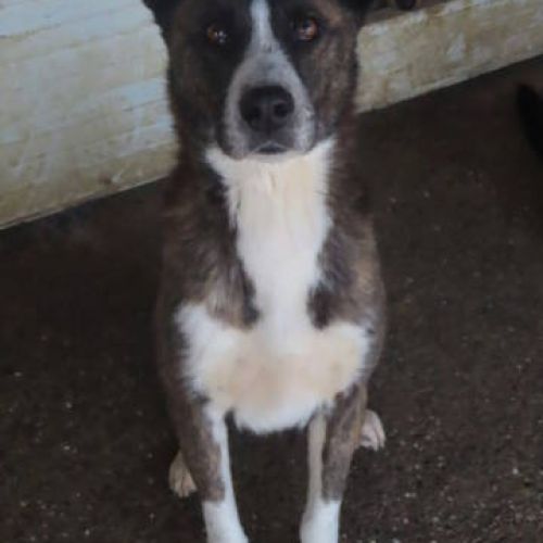 #BE2412209 - Chien à adopter #BE2412209 - Chien à adopter