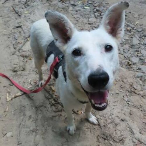 #BE2412210 - Chien à adopter #BE2412210 - Chien à adopter