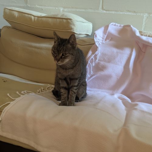 #BE2412218 - Chat perdu #BE2412218 - Chat perdu