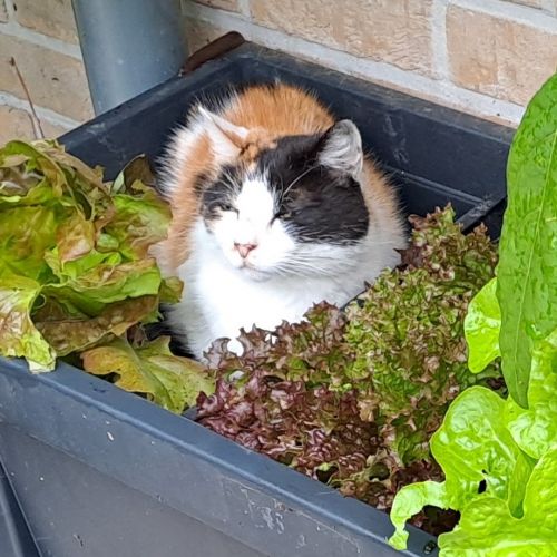 #BE2412221 - Chat perdu #BE2412221 - Chat perdu