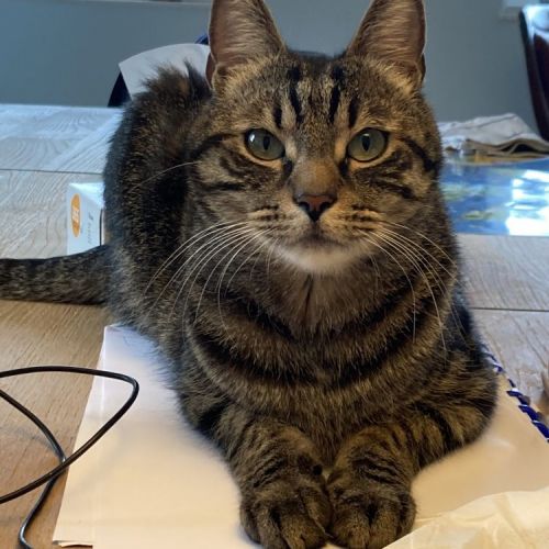 #BE2412224 - Chat perdu #BE2412224 - Chat perdu