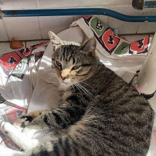 #BE2412225 - Chat perdu #BE2412225 - Chat perdu