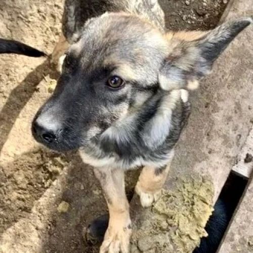 #BE2412226 - Chien à adopter #BE2412226 - Chien à adopter