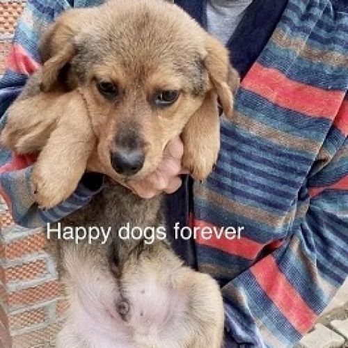 #BE2412227 - Chien à adopter #BE2412227 - Chien à adopter