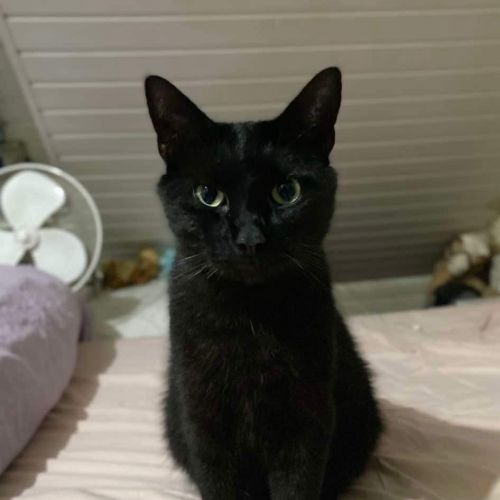 #BE2412229 - Chat perdu