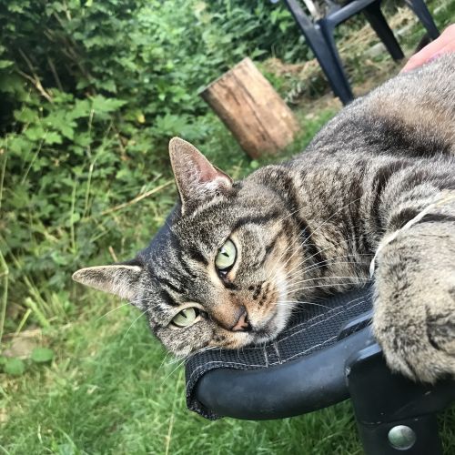 #BE2412230 - Chat perdu #BE2412230 - Chat perdu